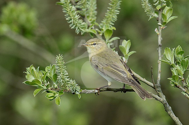 Willow Warbler (Phylloscopus trochilus) in spring, adult sitting on a branche, seen from the side. stock-image by Agami/Fred Visscher,