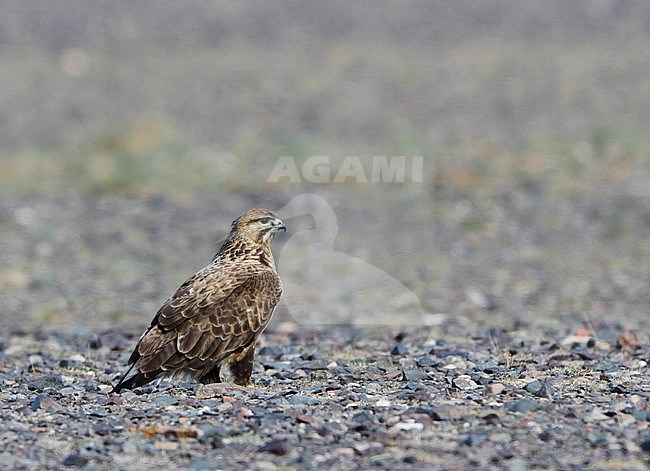 Arendbuizerd zittend op de grond; Long-legged Buzzard (Buteo rufinus) perched on the ground stock-image by Agami/James Eaton,