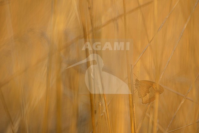 Bruin zandoogje / Meadow Brown (Maniola jurtina) stock-image by Agami/Rob de Jong,