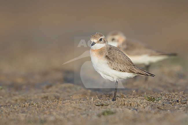 Lesser Sand Plover - Mongolenregenpfeifer - Charadrius mongolus ssp. pamirensis, Kyrgyzstan, adult female stock-image by Agami/Ralph Martin,