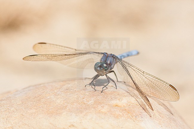 Orthetrum brunneum - Blue Skimmer - Südlicher Blaupfeil, France (Provence), imago stock-image by Agami/Ralph Martin,