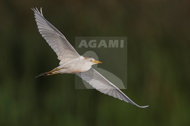 Vliegende Koereiger; Cattle Egret in flight stock-image by Agami/Daniele Occhiato,