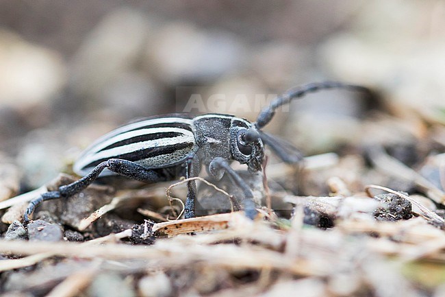 Dorcadion scopolii, Romania, imago stock-image by Agami/Ralph Martin,