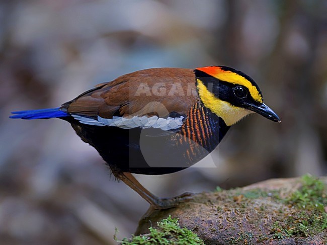 Mannetje Maleise Blauwstaartpitta zittend op rots, Male Malayan Banded Pitta perched on rock stock-image by Agami/Alex Vargas,