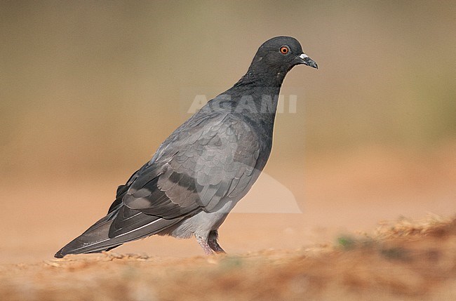 Feral Pigeon (Columba) at drinking pool near Belchite in central Spain. Side view of bird standing on the ground in summer. stock-image by Agami/Marc Guyt,