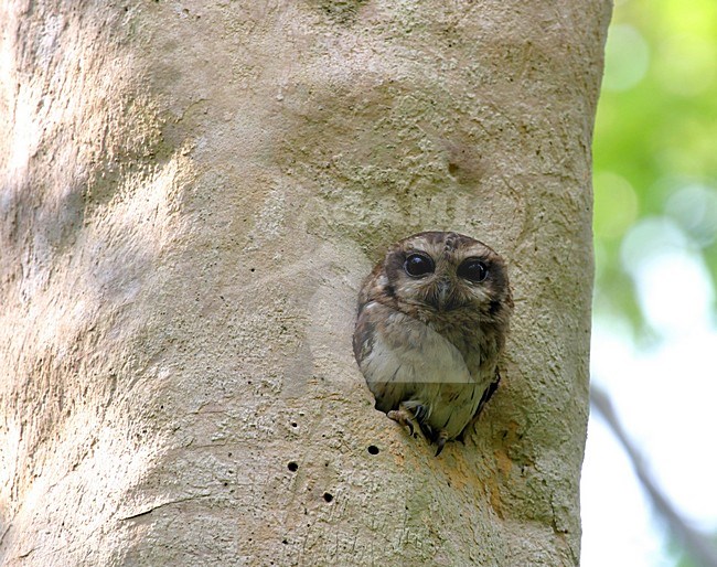 Cubaanse Schreeuwuil, Bare-legged Owl, Margarobyas lawrencii stock-image by Agami/Pete Morris,