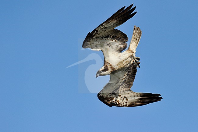 Vissende Visarend; Fishing Osprey stock-image by Agami/Jari Peltomäki,