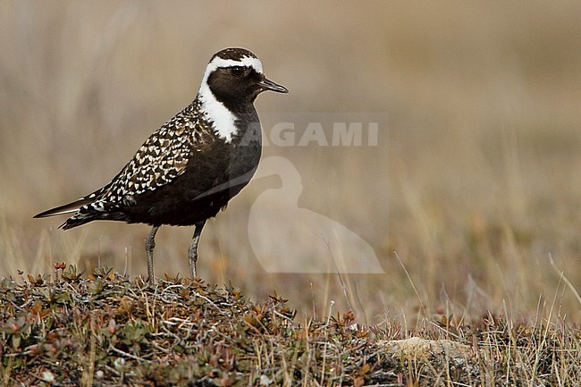 American Golden-Plover (Pluvialis dominica) on the tundra in Churchill, Manitoba, Canada. stock-image by Agami/Glenn Bartley,