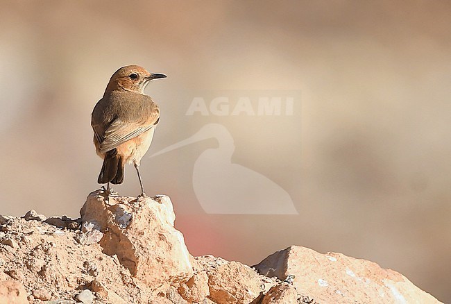 Female Red-rumped Wheatear (Oenanthe moesta) near Boumalne Dades, Morocco stock-image by Agami/Eduard Sangster,