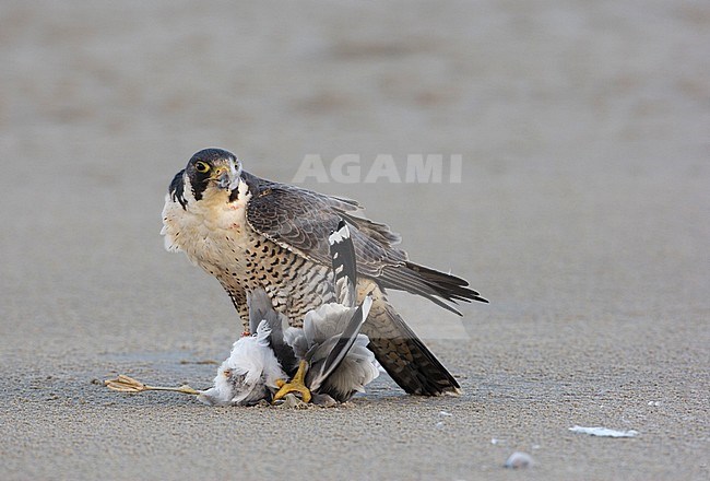 Slechtvalk etend van prooi op het strand; Peregrine Falcon (Falco peregrinus) eating from prey on the beach stock-image by Agami/Arie Ouwerkerk,