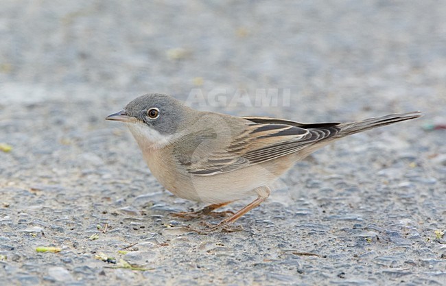 Mannetje Grasmus; Male Common Whitethroat stock-image by Agami/Markus Varesvuo,