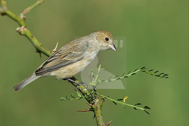 Vrouwtje Indigogors, Female Indigo Bunting stock-image by Agami/Brian E Small,