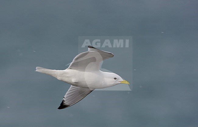 Volwassen Drieteenmeeuw in de vlucht; Adult Black-legged Kittiwake in flight stock-image by Agami/Arie Ouwerkerk,