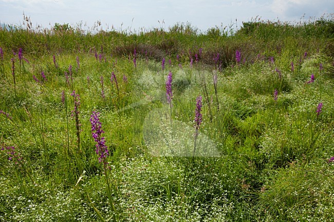 Bloeiende Moerasorchis Griekenland, Flowering Bog orchid Greece stock-image by Agami/Wil Leurs,