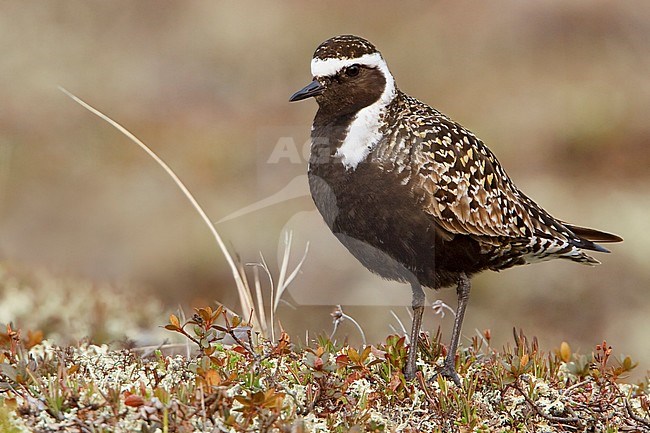 American Golden-Plover (Pluvialis dominica) on the tundra in Churchill, Manitoba, Canada. stock-image by Agami/Glenn Bartley,