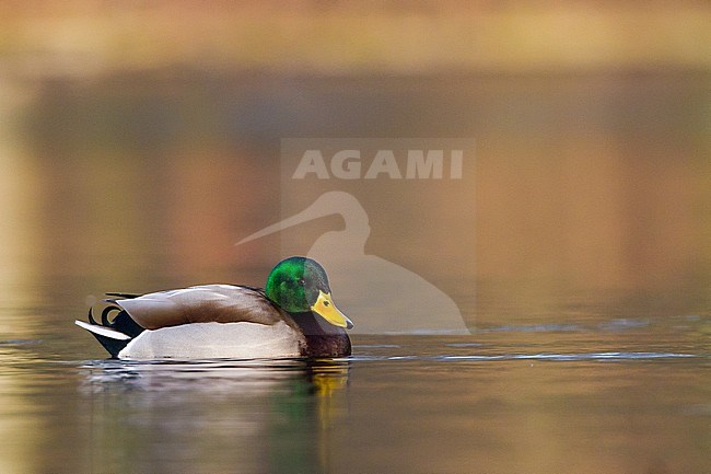 Mallard, Anas platyrhynchos male displaying in city park pond stock-image by Agami/Menno van Duijn,
