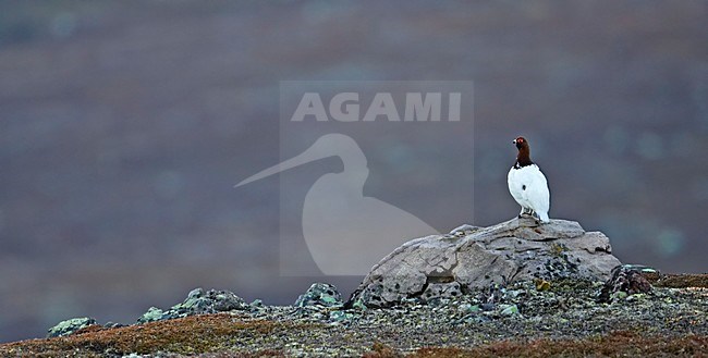 Mannetje Moerassneeuwhoen in zomerkleed; Male Willow Ptarmigan in summer plumage stock-image by Agami/Markus Varesvuo,