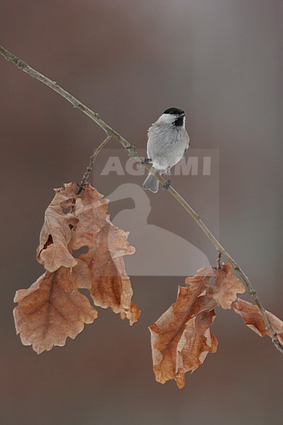 Willow Tit perched on twig; Matkopmees zittend op tak stock-image by Agami/Menno van Duijn,