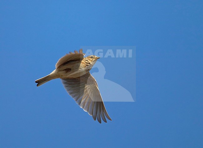 Veldleeuwerik zingend tijdens baltsvlucht; Skylark singing during display flight stock-image by Agami/Markus Varesvuo,