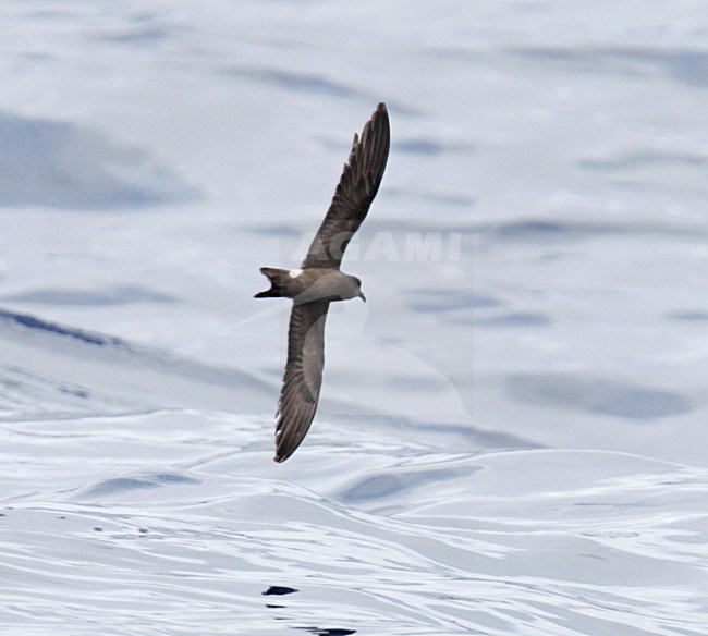 Vaal Stormvogeltje, Leachs Storm-petrel, Oceanodroma leucorhoa stock-image by Agami/Mike Danzenbaker,