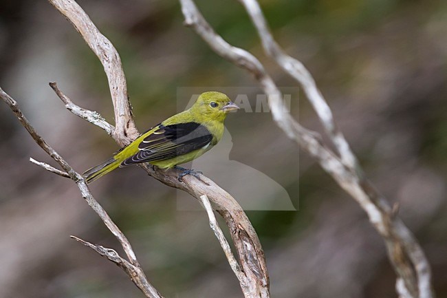 Onvolwassen mannetje Zwartvleugeltangare, Scarlet Tanager immature male stock-image by Agami/Daniele Occhiato,