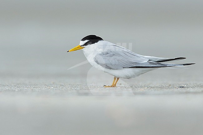 Adult Least Tern (Sternula antillarum) in summer plumage standing on the beach in Galveston County, Texas, USA. stock-image by Agami/Brian E Small,