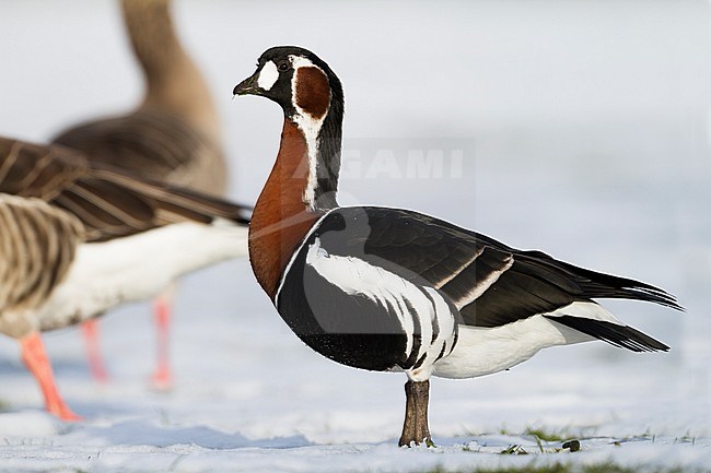 Red-breasted Goose - Rothalsgans - Branta ruficollis, Germany, adult stock-image by Agami/Ralph Martin,