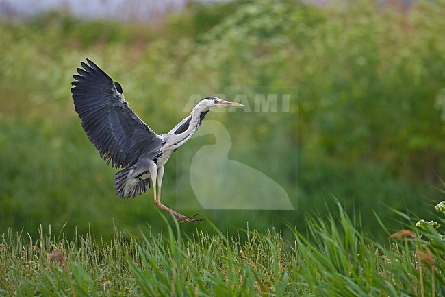 Grey Heron flying; Blauwe Reiger vliegend stock-image by Agami/Markus Varesvuo,