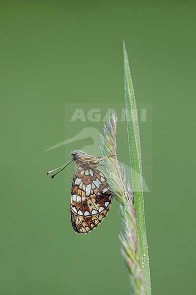 Zilveren maan; Small Pearl-bordered Fritillary; stock-image by Agami/Walter Soestbergen,