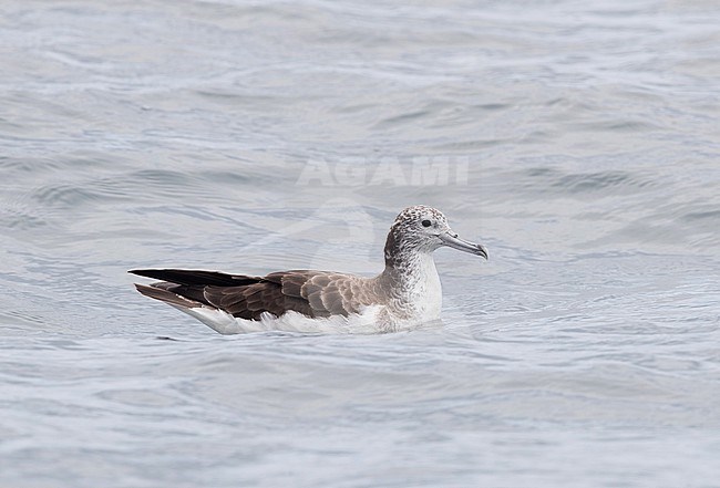 Streaked Shearwater (Calonectris leucomelas) off Ogasawara, Tokyo, Japan. stock-image by Agami/Yann Muzika,