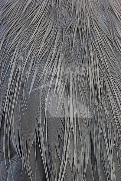 Blauwe Reiger rugveren; Grey Heron back feathers stock-image by Agami/Menno van Duijn,