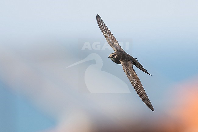 Common Swift (Apus apus) flying agains blue sky in Bulgaria. stock-image by Agami/Marcel Burkhardt,