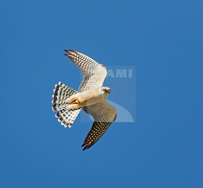 Adult female Red-footed Falcon flying against blue sky on Mallorca. stock-image by Agami/Ran Schols,