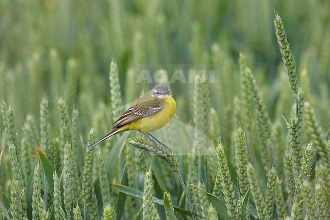 Gele Kwikstaart zittend op graan; Blue-headed Wagtail perched on wheat stock-image by Agami/Reint Jakob Schut,