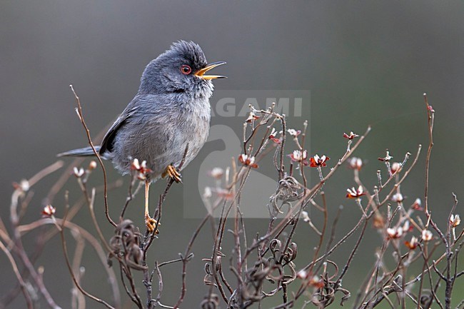 Sardijnse Grasmus; Marmora's Warbler; Sylvia sarda stock-image by Agami/Daniele Occhiato,