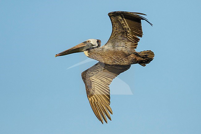 Adult breeding
Galveston Co., TX
April 2018 stock-image by Agami/Brian E Small,