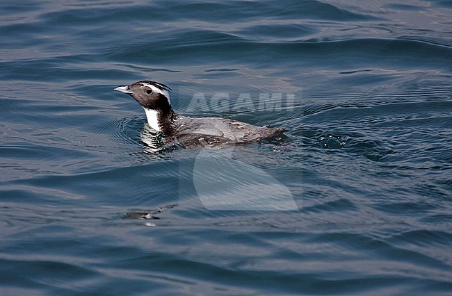 Japanese Murrelet (Synthliboramphus wumizusume) swimming off Japan. stock-image by Agami/Pete Morris,