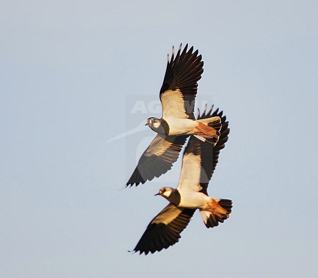 Vliegende Kieviten; Flying Northern Lapwings stock-image by Agami/Arie Ouwerkerk,
