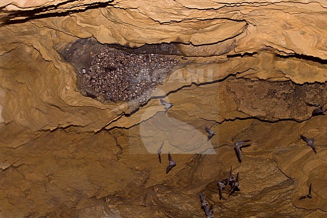 Vale Vleermuizen in kraamkolonie, Greater Mouse-Eared Bat in materny colonie stock-image by Agami/Theo Douma,