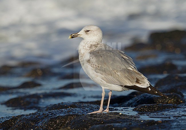 Subadult Caspian Gull (Larus cachinnans) at Westkapelle in the Netherlands. Standing on the edge of the North Sea coast. stock-image by Agami/Kris de Rouck,