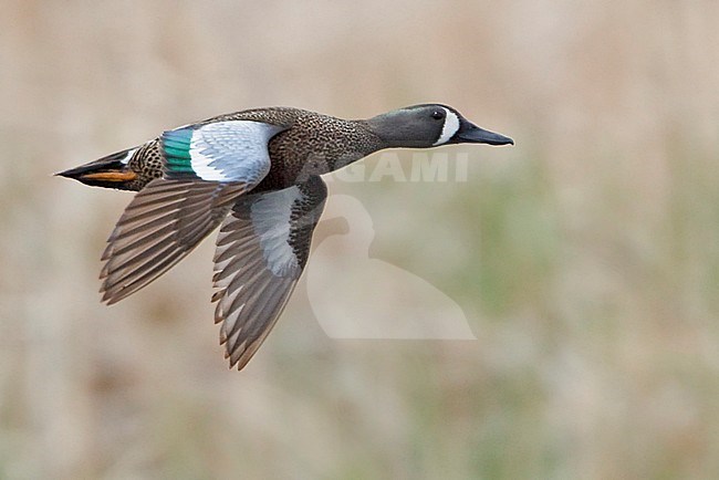 Blue-winged Teal (Anas discors) flying over a small pond in Alberta, Canada. stock-image by Agami/Glenn Bartley,