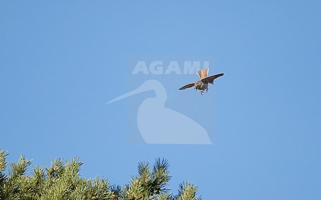 Tree Pipit (Anthus trivialis) in display flight at Jutland, Denmark stock-image by Agami/Helge Sorensen,