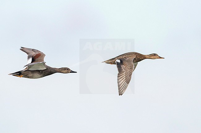 Gadwall - Schnatterente - Anas streperea, Germany, pair in flight stock-image by Agami/Ralph Martin,