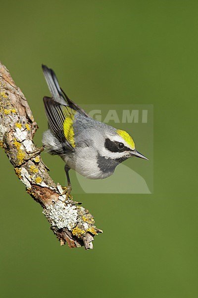 Adult male Golden-winged Warbler (Vermivora chrysoptera)
Galveston Co., Texas stock-image by Agami/Brian E Small,