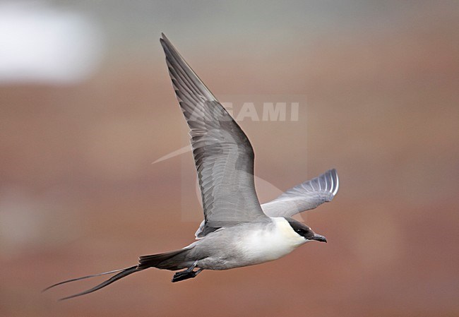 Kleinste Jager in vlucht; Long-tailed Jaeger in flight stock-image by Agami/Markus Varesvuo,