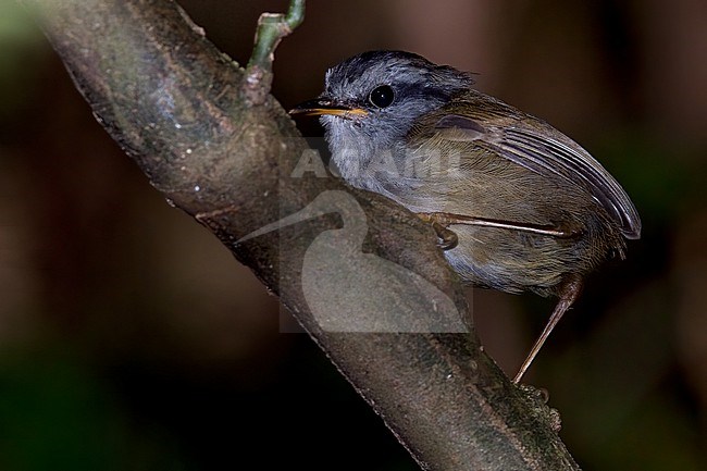 Javan Tesia (Tesia superciliaris) Perched on a branch in Java stock-image by Agami/Dubi Shapiro,
