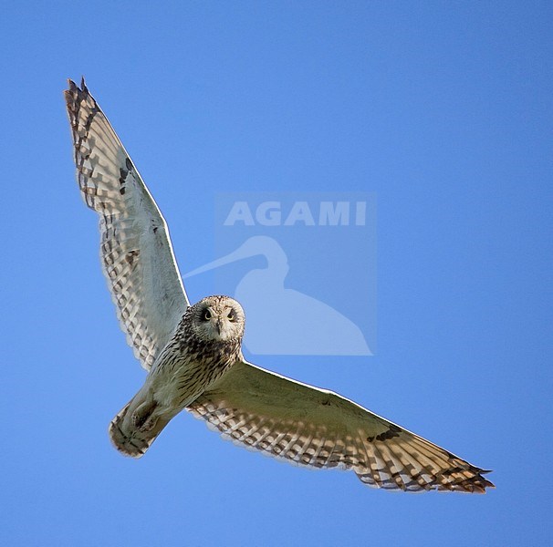 Velduil in vlucht; Short-eared Owl in flight stock-image by Agami/Jari Peltomäki,