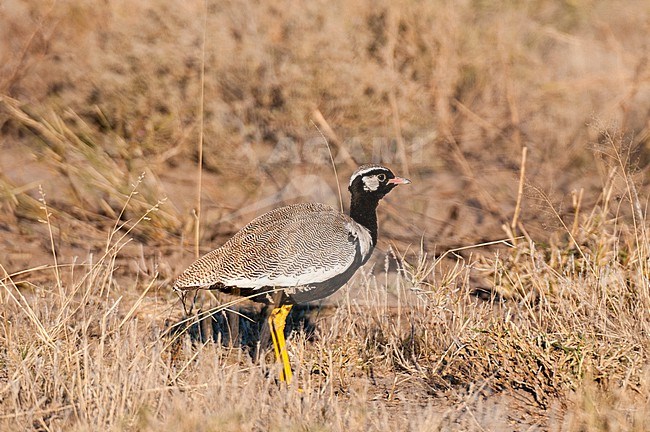 A northern black korhaan, Afrotis afraoides. Botswana stock-image by Agami/Sergio Pitamitz,