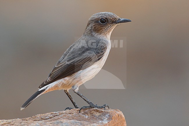 Vrouwtje Arabische Tapuit; Female South Arabian Wheatear stock-image by Agami/Daniele Occhiato,