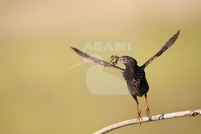 Spreeuw wegvliegend van een tak; Common Starling flying off from a branch stock-image by Agami/Marc Guyt,